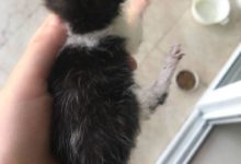 愚人節撿到一隻小奶貓，精心照顧4天後才睜眼，主人激動的哭了！-頭條楓林網