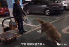 主人：狗狗雖老但也陪了我十年，它給我十年快樂，我還它一生幸福-頭條楓林網