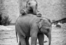 沒有比這大象更可愛的東西存在了-頭條楓林網