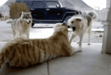 二哈，你夠了！！你知道這是誰嗎。。。-頭條楓林網