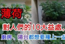 薄荷好處原來這麼多，廚房、陽台都想要種上一盆-頭條楓林網