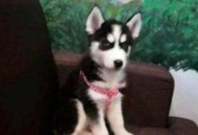 小二哈作死從6樓跳了下來，主人急忙送去醫院，幸好沒什麼大事！-頭條楓林網