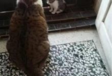 大貓胖到窒息，主人給它找來一隻小奶貓陪它減肥，結果畫風突變...-頭條楓林網