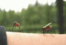 超變態發明！比傳統驅蚊水好用N倍的懶人驅蚊器，讓你告別蚊蟲煩惱！-頭條楓林網