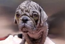 這隻僅1歲的巴哥，居然遭受了長達6個月之久的皮膚病折磨……-頭條楓林網