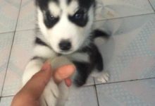 主人忘記給哈士奇餵食就出門 後來接到物業電話：為什麼家裡裝修不申報-頭條楓林網