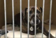 這隻害怕人類的老狗，在寄養家庭生活了3周後，終於迎來了新主人！-頭條楓林網