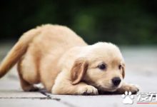 怎樣教​​狗狗上廁所 培養狗狗的拉尿好習慣教程-頭條楓林網