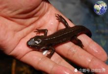 比大熊貓珍稀的動物其實有很多，但因為長得丑滅絕了也沒人理-頭條楓林網