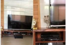 網友找貓找半天找不到，爸媽都拿著照片去外面問路人了，最後...-頭條楓林網