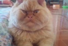 鏟屎官在貓主子的眼中，是一個什麼樣的存在？-頭條楓林網