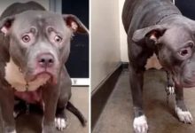 狗狗的一生很短，它們卻想陪你一輩子！-頭條楓林網