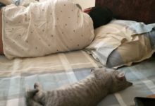 貓咪睡覺與主人神同步，學起人的動作就和成精了一樣-頭條楓林網