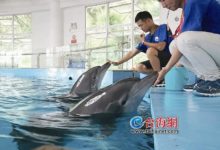 海豚馴養員袁萬軍琢磨讓海豚運動「減肥」-頭條楓林網