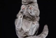 換個角度：自下而上觀察你家喵星人，是不是有種不一樣的感覺？-頭條楓林網