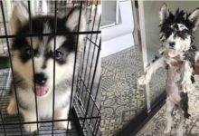 請問你哪位！超帥長毛的哈士奇洗澡時水一淋就變成了雪納瑞-頭條楓林網