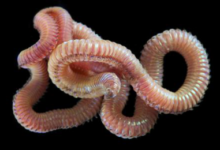 大學生畢業回家創業養沙蟲，生意做的蒸蒸日上！-頭條楓林網