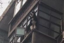 萌寵-頭條楓林網