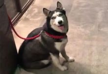 這隻二哈絕對是純的，智商感人！-頭條楓林網