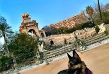 這隻德牧在1年間去了30多個城市旅行，看完發現我都沒去過……-頭條楓林網