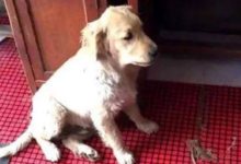 主人怕哈士奇搶食，就把雞腿塞進金毛嘴裡，結果二哈還是賊心不死-頭條楓林網