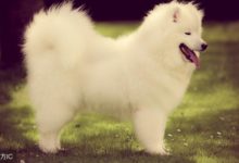 薩摩耶的「5大缺點」，勸你別養！-頭條楓林網