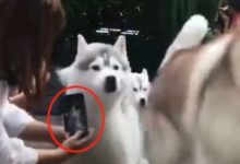 為了給二哈拍個美照，沒想到廢了兩個手機，只拍到一個屁股！-頭條楓林網