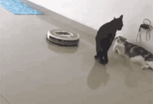 一枚長期混滑雪場的喵星人-頭條楓林網