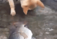 永遠不要低估狗的智商，因為你會發現它們的智商沒有下限……-頭條楓林網