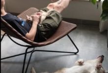 二隻狗學主人睡覺，肚皮朝天上，網友：真是有樣學樣！-頭條楓林網