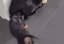 喵星人的世界：孩子媽媽養爸爸玩，大兄弟你也上點心吧-頭條楓林網