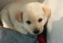 五千元買了只拉布拉多 老闆說血統非常純正 可我總感覺哪裡不對勁-頭條楓林網