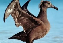 鯊魚，讓黑足信天翁的幼鳥學會飛行 | 成長的故事-頭條楓林網