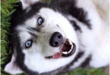 世界上最不聽話的狗，二哈排第二，簡直沒人敢排第一！-頭條楓林網