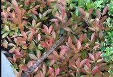 從花壇中「釣」出這個傢伙的頭之後，一切都不覺得奇怪了！-頭條楓林網