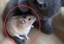 藍貓被倉鼠纏的不耐煩了：忍住！不能吃，這個留著以後當媳婦！-頭條楓林網