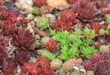 外出3天一回家，多肉全遭殃，真兇竟然是它們！-頭條楓林網