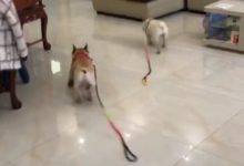 就出去走了十分鐘，結果沖回家成了這個樣！-頭條楓林網