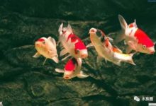 錦鯉飼養中關於溶氧量的控制-頭條楓林網