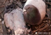 母鴿不幸離世，公鴿不離不棄伴屍6個月，直至妻子風化後才離開-頭條楓林網