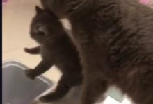 喵媽媽叼著小崽崽，結果意外發生了，急壞了喵媽媽！-頭條楓林網