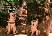 網友說在公園看到哈士奇栓在健身器材旁，仔細看，簡直笑到扶牆走-頭條楓林網