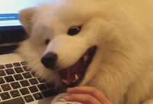 這隻薩摩耶實在太可愛，為讓主人陪它玩竟然這麼拚命找存在心疼啊-頭條楓林網