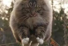 養了一隻會飛的毛球，還是霸氣側漏的那種…-頭條楓林網