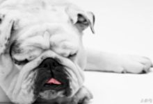 準備入手一輛奧迪A6，知道真相的我們最後只想如何才能全身而退？-頭條楓林網