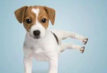 如何用蒙版製作兩張圖片的融合-頭條楓林網