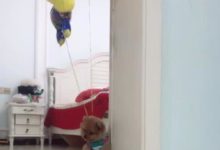 狗狗被氣球拉漂起，卻緊緊挨門邊，門邊居然有這種作弊-頭條楓林網