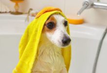 狗狗最怕這幾件事，你一定都做過，很多鏟屎官都中招了！-頭條楓林網