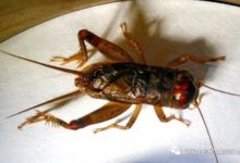 一個字點醒你：蟋蟀為啥會斗輸？-頭條楓林網