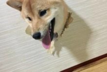 養狗分兩種，一種是來報恩的，一種是來討債的！-頭條楓林網